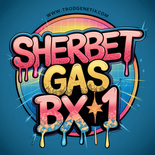 SHERBET GAS BX1 X2(fem)