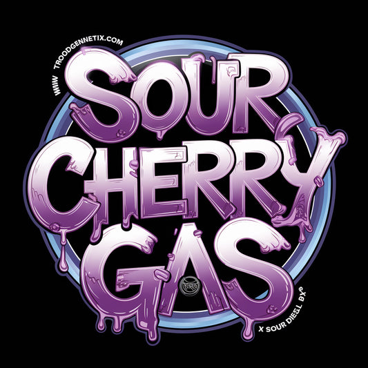 SOUR CHERRY GAS x7 (fem)